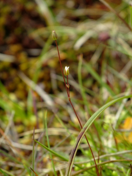 Teesdale sandwort / Sabulina stricta