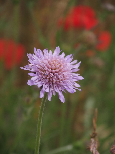 field scabious / Knautia arvensis: Each flower of _Knautia arvensis_ has 4 corolla-lobes, separating it from _Scabiosa_ species; the presence of enlarged flowers around the edge of the flower-head separates it from _Succisa_.
