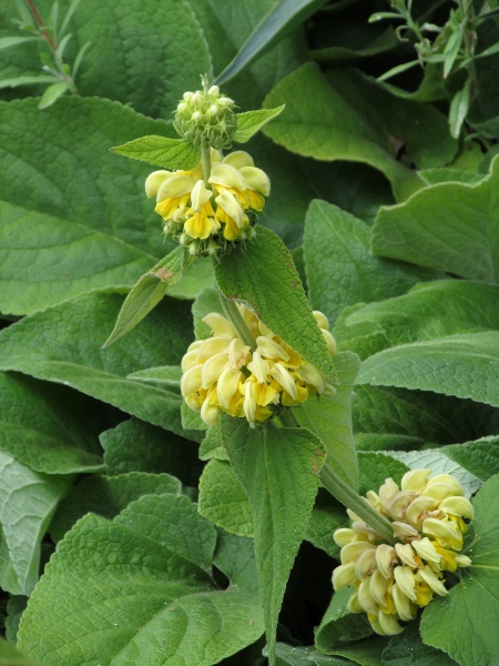 Turkish sage / Phlomis russeliana