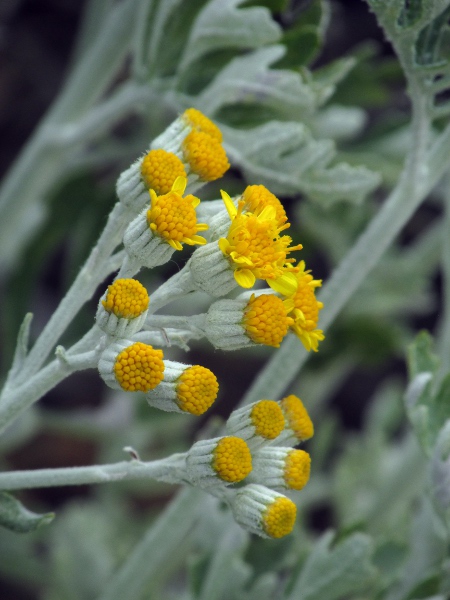 silver ragwort / Jacobaea maritima: Even the phyllaries are grey-hairy in _Jacobaea maritima_.