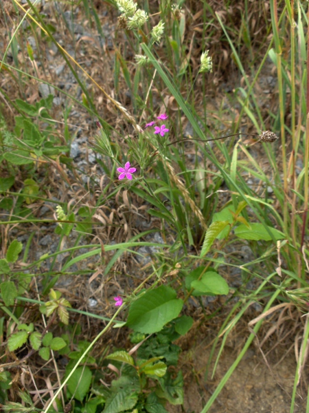 Deptford pink / Dianthus armeria: _Dianthus armeria_ is grows in dry grassy places, mostly in southern Great Britain, and Horse Island (VCH3).