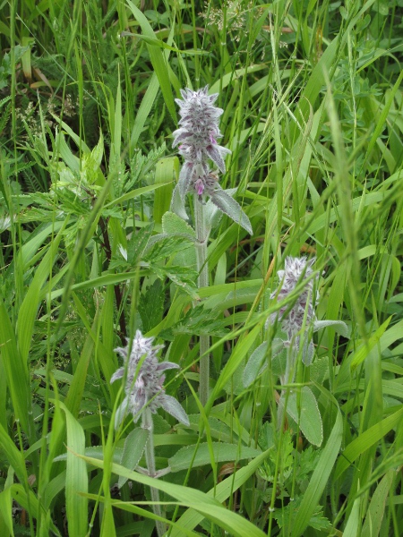 downy woundwort / Stachys germanica: _Stachys germanica_ is a densely hairy woundwort that grows at a few sites in the Wychwood Forest of Oxfordshire.