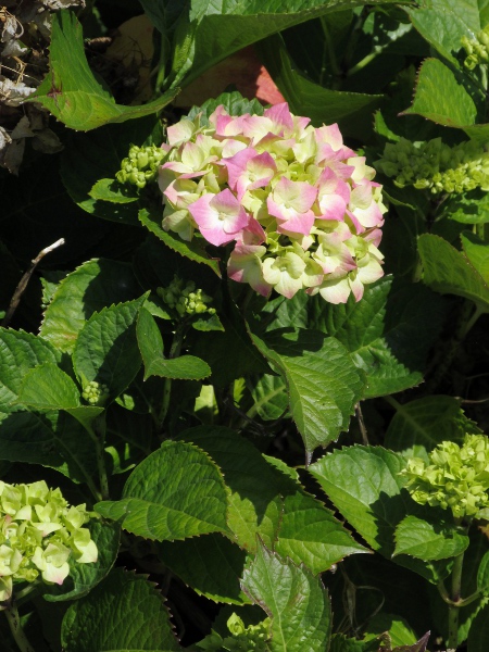 hydrangea / Hydrangea macrophylla: Many cultivars have many sterile flowers and few fertile ones; they vary in colour from red to white to blue.
