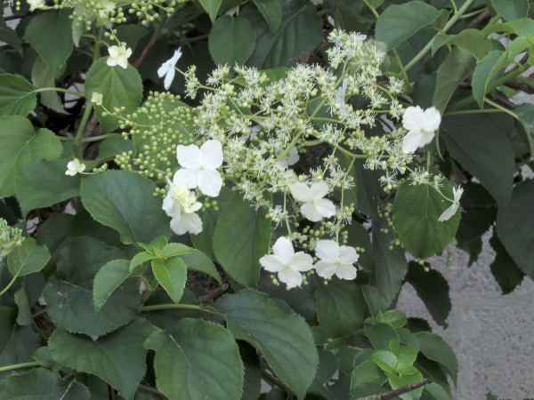 climbing hydrangea / Hydrangea petiolaris: Leaves and inflorescence