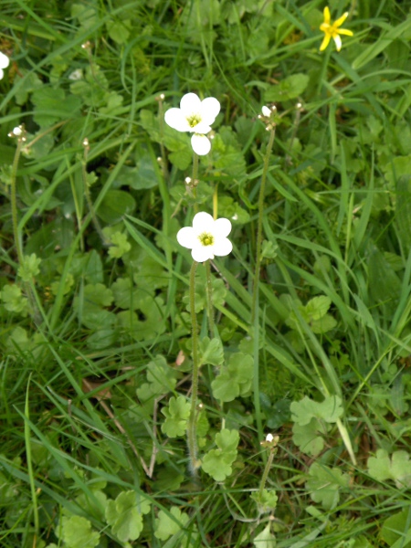meadow saxifrage / Saxifraga granulata: Habitus
