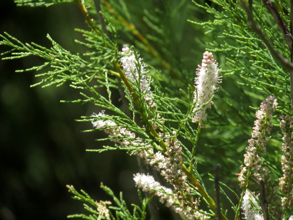 tamarisk / Tamarix gallica