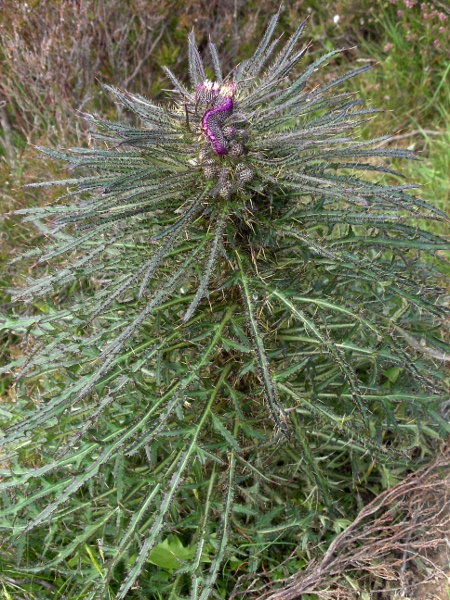 broad-winged thistle / Carduus acanthoides: Habitus of an individual showing fasciation