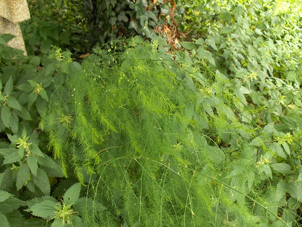 garden asparagus / Asparagus officinalis: _Asparagus officinalis_ is widely cultivated for its young, blanched stems, which are eaten as a vegetable.