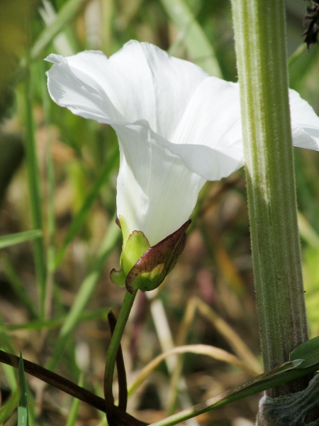 hedge bindweed / Calystegia sepium: The bracts at the base of the flower of _Calystegia sepium_ are curved outwards, in contrast to those of _Calystegia silvatica_.