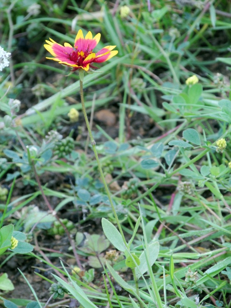 blanketflower / Gaillardia × grandiflora: _Gaillardia_ × _grandiflora_ is a garden hybrid between two North American species (_Gaillardia aristata_ and _Gaillardia pulchella_) and is an occasional garden escapee in the British Isles.