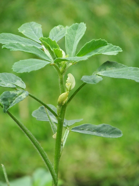 fenugreek / Trigonella foenum-graecum: Flowers