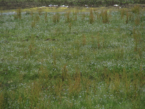 water forget-me-not / Myosotis scorpioides