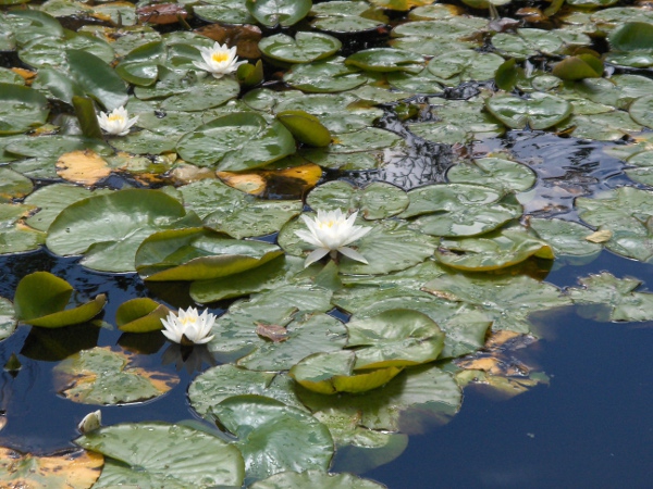 white water-lily / Nymphaea alba: _Nymphaea alba_ grows in stagnant water across the British Isles, extending further north than _Nuphar lutea_.