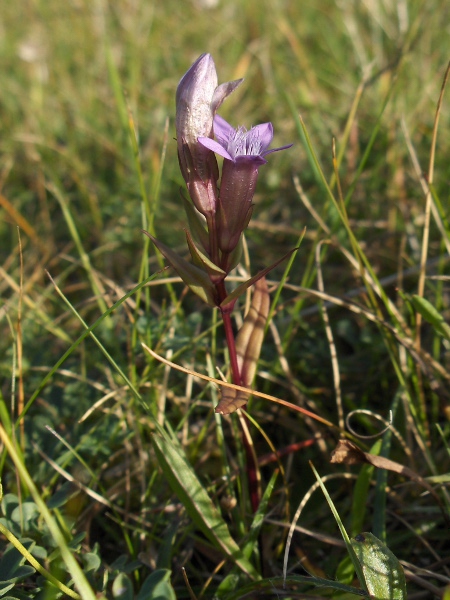 autumn gentian / Gentianella amarella: _Gentianella amarella_ grows in dunes and base-rich pastures.