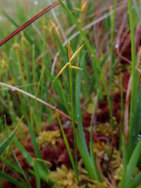 few-flowered sedge / Carex pauciflora: _Carex pauciflora_ has 1 spike, like _Carex pulicaris_, but is paler, has 3 stigmas, and the style continues to project from the end of the utricle after flowering; it is widespread in the Scottish Highlands but rare in other mountain regions.