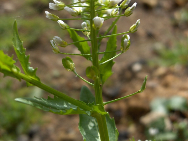 garlic penny-cress / Thlaspi alliaceum