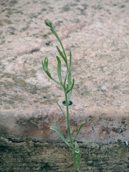 cornflower / Centaurea cyanus: Stem and leaves