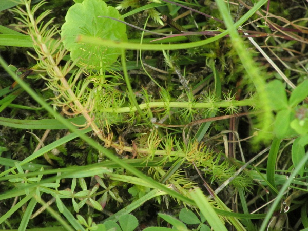 whorled caraway / Trocdaris verticillata: The leaves of _Trocdaris verticillata_ are borne in whorls around the stem.