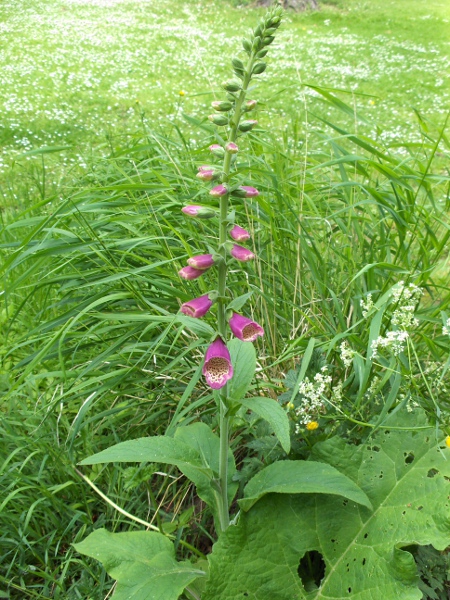 foxglove / Digitalis purpurea: _Digitalis purpurea_ is a widespread plant of open spaces on acid soils, and also a popular garden plant.