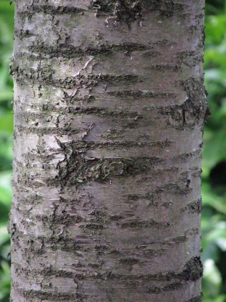wild cherry / Prunus avium: Bark