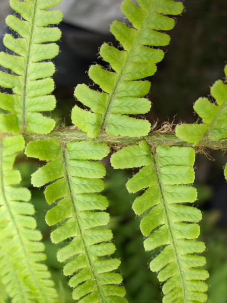 Borrer’s male-fern / Dryopteris borreri: The pinnules of _Dryopteris borreri_ are characteristically flat-ended.