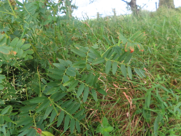 wood bitter-vetch / Vicia orobus: The leaves of _Vicia orobus_ are paripinnate, with no terminal leaflet, but also lack tendrils.