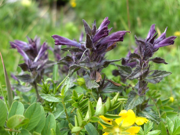 Alpine bartsia / Bartsia alpina: _Bartsia alpina_ is a rare <a href="aa.html">Arctic–Alpine</a> broad-spectrum hemiparasite found in base-rich uplands.