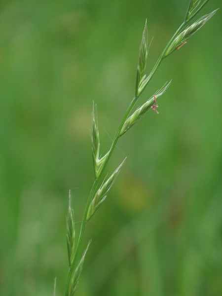 Italian rye-grass / Lolium multiflorum