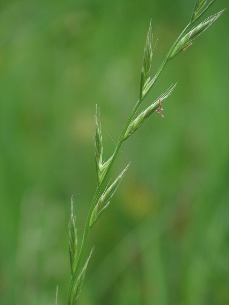 Italian rye-grass / Lolium multiflorum: The lemmas of _Lolium multiflorum_ have long awns that are absent from _Lolium perenne_.