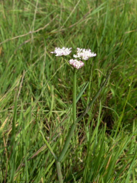 tubular water-dropwort / Oenanthe fistulosa: _Oenanthe fistulosa_ grows in wet meadows, marshes, riversides and ponds across England, Wales and Ireland, and at a few sites in Scotland; its leaves are mostly stalk, with only a short section of pinnately divided blade.