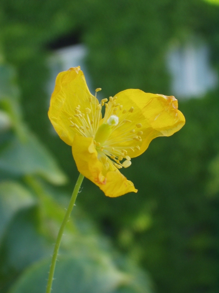 Welsh poppy / Papaver cambricum: The flowers of _Papaver cambricum_ are yellow or orange; the stigma is divided into 4–6 lobes, but is not flattened like other _Papaver_ species.