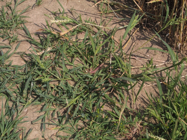 cockspur / Echinochloa crus-galli