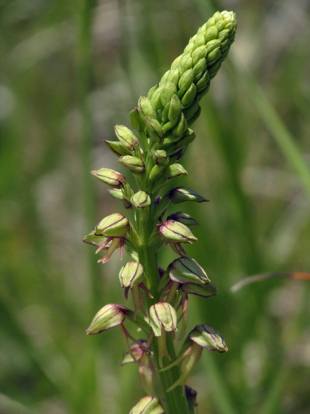 man orchid / Orchis anthropophora: _Orchis anthropophora_ has flowers with 5 tepals curved into a ‘helmet’, and a human-shaped, unspurred labellum.