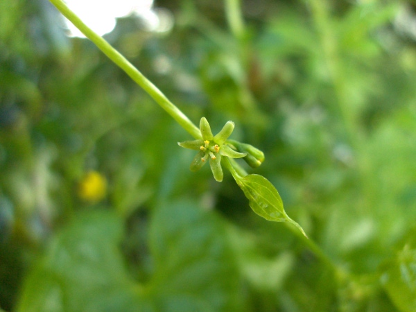 black bryony / Tamus communis: The small, greenish 6-parted flowers of _Tamus communis_ are easily overlooked.