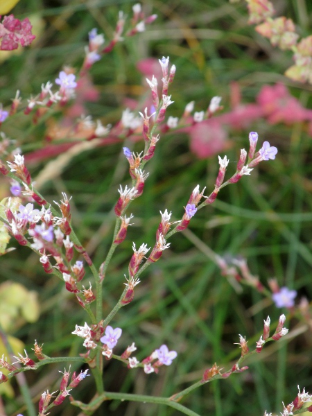 lax-flowered sea-lavender / Limonium humile: _Limonium humile_ has less dense inflorescences than _Limonium vulgare_; it is the dominant sea-lavender in Ireland, and also occurs in several areas of Great Britain.