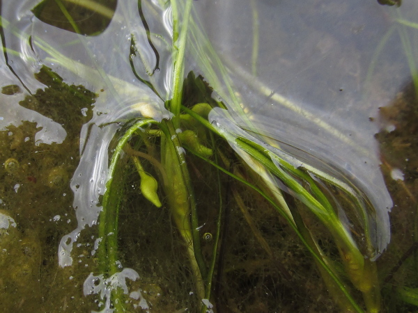 beaked tasselweed / Ruppia maritima: The fruits of _Ruppia maritima_ are teardrop-shaped drupelets on elongated stalks.