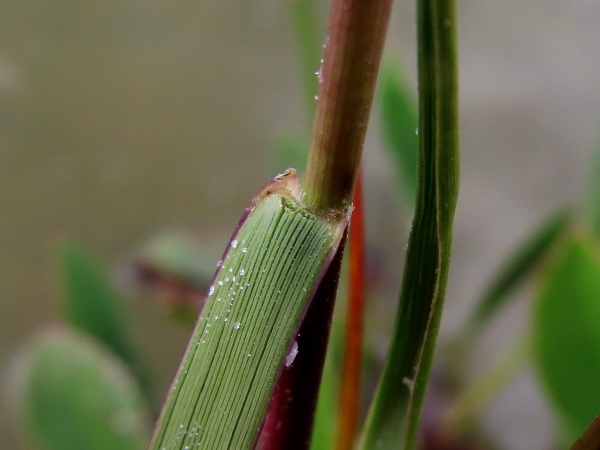 small cord-grass / Spartina maritima