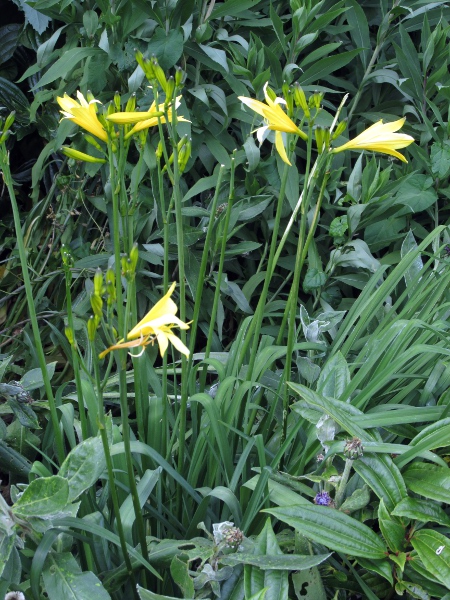 yellow day-lily / Hemerocallis lilioasphodelus