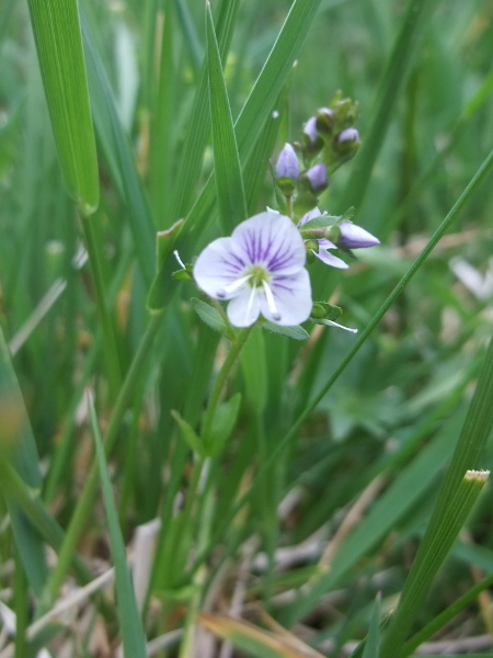 thyme-leaved speedwell / Veronica serpyllifolia