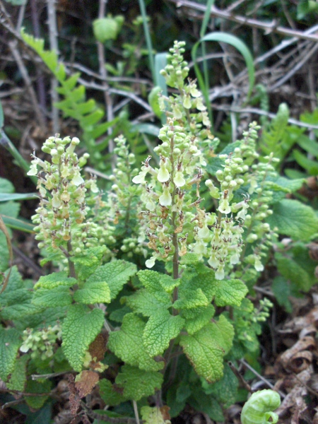 wood sage / Teucrium scorodonia