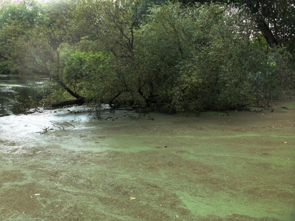 water fern / Azolla filiculoides