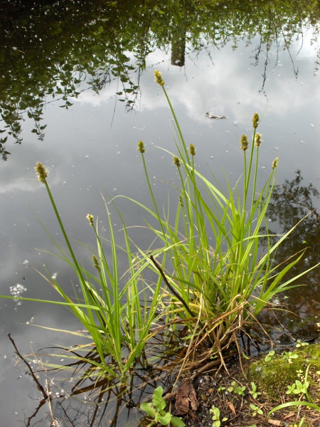 false fox sedge / Carex otrubae: _Carex otrubae_ is a common sedge of wet places on clay-rich soils; in the north and west, it is mostly coastal, but occurs almost throughout central and southern England.