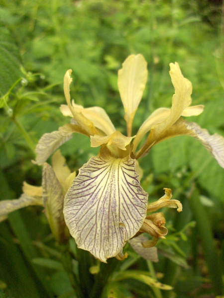stinking iris / Iris foetidissima: As well as the normal, purple-flowered type, there is _Iris foetidissima_ var. _citrina_, a variety with pale yellow tepals.