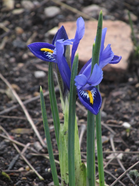 Spanish iris / Iris xiphium: The long ‘claw’ (narrow proximal part of each outer tepal) is much longer than the ‘blade’ (wider distal part) in _Iris xiphium_.