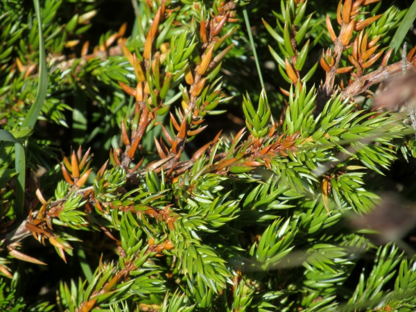 Cornish juniper / Juniperus communis subsp. hemisphaerica