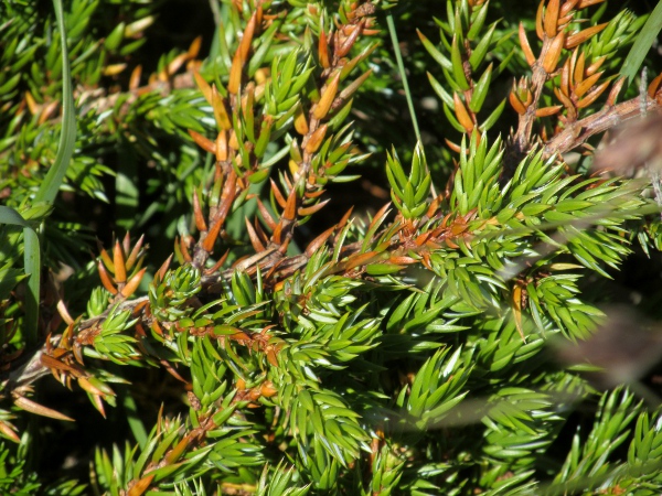 Cornish juniper / Juniperus communis subsp. hemisphaerica: The leaves of _Juniperus communis_ subsp. _hemisphaerica_ are longer than in subsp. _nana_, and have a pure white stomatal band, whereas in subsp. _communis_ it is greyish.