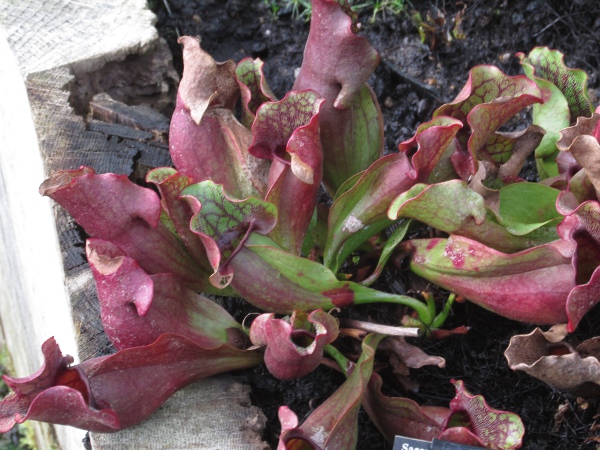 purple pitcherplant / Sarracenia purpurea