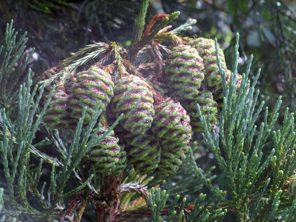 wellingtonia / Sequoiadendron giganteum: The seed-cones of _Sequoiadendron giganteum_ are relatively large, without spines on the cone-scales.