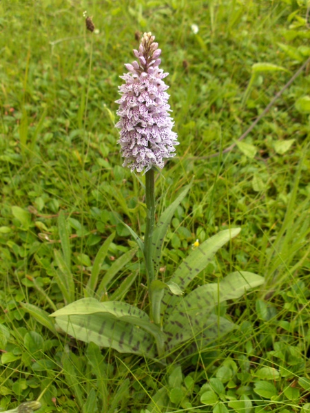 common spotted orchid / Dactylorhiza fuchsii