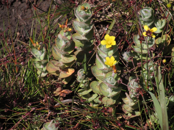 marsh St. John’s wort / Hypericum elodes: _Hypericum elodes_ is covered with a dense felty covering of hairs.